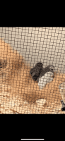 Buttonquail Birds Photos