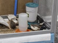 Buttonquail Birds for sale in Dumfries, VA, USA. price: $12