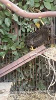 Buttonquail Bird