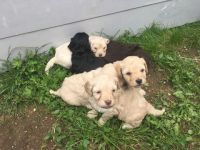 Cabecudo Boiadeiro Puppies for sale in Edison, NJ 08837, USA. price: $500