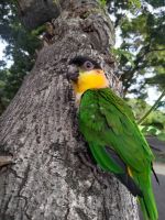 Caique Birds for sale in Cypress, California. price: $800