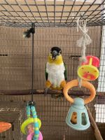 Caique Birds for sale in St. Petersburg, FL, USA. price: $1,500