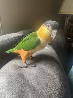 Caique Birds for sale in Myrtle Beach, SC, USA. price: $1,600