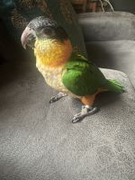 Black Headed Caique Babies