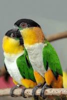 Cute Caique birds
