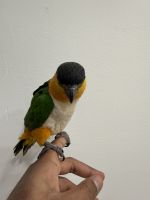 Caiques white bellied and black head 9 months old