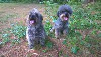 Cairland Terrier Puppies for sale in Clarksville, TN, USA. price: $400
