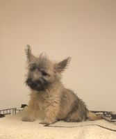Cairn Terrier Puppies for sale in Ossian, IN 46777, USA. price: $600