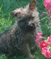 Cairn Terrier Puppies for sale in Los Angeles, CA, USA. price: NA