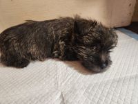 Cairn Terrier Puppies for sale in Windham, New Hampshire. price: $1,000