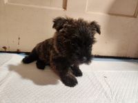 Cairn Terrier Puppies for sale in Windham, New Hampshire. price: $1,000