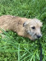 Cairn Terrier Puppies for sale in Dover, Florida. price: $450