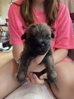 Cairn Terrier Puppies for sale in Burbank, OH 44214, USA. price: $1,500