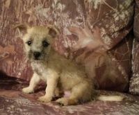Cairn Terrier Puppies for sale in Milwaukee, WI, USA. price: NA