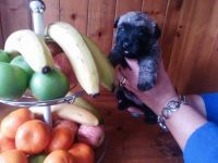 Cairn Terrier Puppies for sale in San Francisco, CA, USA. price: $650