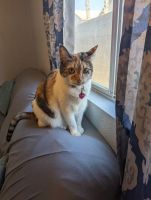 Calico Cats for sale in Las Vegas, NV 89199, USA. price: NA