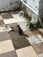 Calico Cats for sale in Pune, Maharashtra, India. price: 4,800 INR