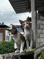 Calico Cats Photos