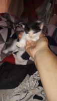 Calico Cats for sale in 5467 Yvonne Cir, Las Vegas, NV 89122, USA. price: $600