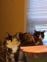 Calico Cats for sale in Allentown, Pennsylvania. price: $150