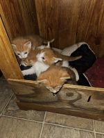 Calico Cats for sale in Adamsville, Alabama. price: NA