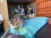 Calico Cats for sale in West Covina, CA, USA. price: $50