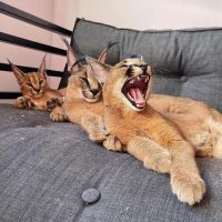 Calico Cats Photos