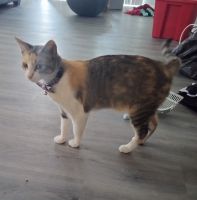 Calico Cats for sale in Holiday, Florida. price: NA