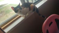 Calico Cats for sale in Redford Charter Twp, MI, USA. price: $30