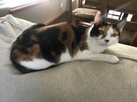 Calico Cat