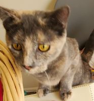 Calico Cats for sale in Glassboro, NJ, USA. price: $550