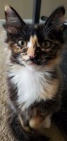 Calico Cats for sale in Rochester, NY, USA. price: $50