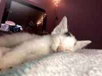 Calico Cats for sale in Charlotte, NC, USA. price: $200