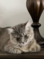 California Spangled Cat Cats for sale in Saratoga Springs, UT, USA. price: $50