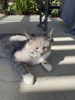 California Spangled Cat Cats Photos