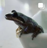 California tree frog Amphibians for sale in Culver City, CA, USA. price: $75