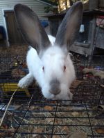 Californian rabbit Rabbits for sale in Clinton Corners, NY 12514, USA. price: $50