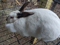 Californian rabbit Rabbits for sale in Pacolet, SC 29372, USA. price: $20