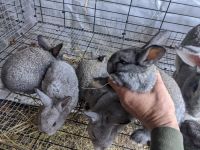 Californian rabbit Rabbits for sale in Pacolet, SC 29372, USA. price: $30