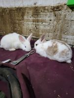 Californian rabbit Rabbits for sale in Barrie, ON, Canada. price: $10