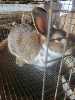 Californian rabbit Rabbits Photos