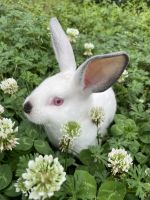 Californian rabbit Rabbits for sale in League City, TX, USA. price: $40