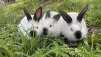 Californian rabbit Rabbits for sale in Waxahachie, Texas. price: $25