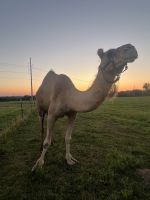 Camel Animals Photos