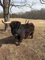 Highland Bull