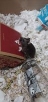 Campbell's dwarf hamster Rodents Photos