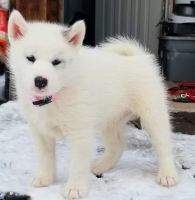 Canadian Eskimo Dog Puppies Photos