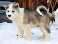 Canadian Eskimo Dog Puppies Photos