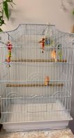 Canary Birds for sale in 3871 Caminito Aguilar, San Diego, CA 92111, USA. price: $300