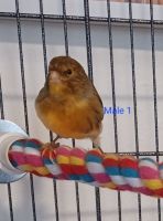 Canary Birds for sale in Memphis, TN, USA. price: $100